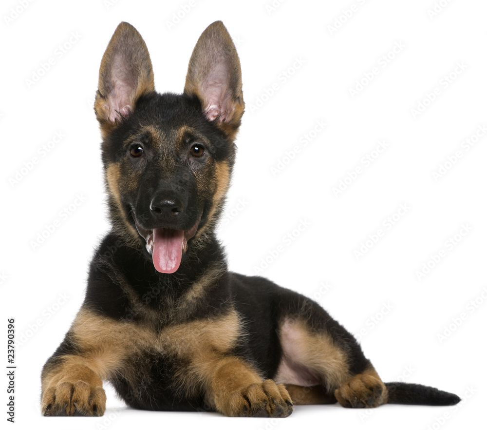 German shepherd puppy, 3 months, lying German shepherd puppy, 3 months, lying