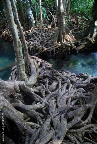 Twisted roots of mangrove trees surround river