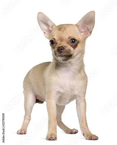 Chihuahua puppy, 5 months old, standing © Eric Isselée