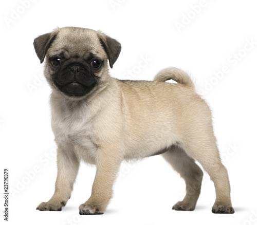 Fototapeta Naklejka Na Ścianę i Meble -  Pug puppy, 3 months old, standing in front of white background
