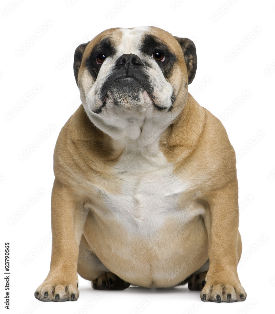 English Bulldog, 3 years old, sitting