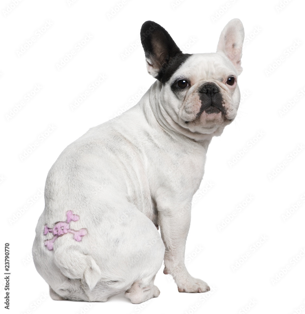 French Bulldog with tattoo sitting in front of white background