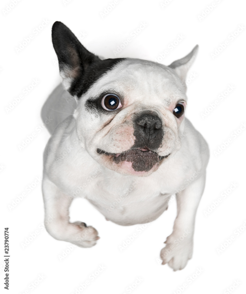 French Bulldog standing on hind legs