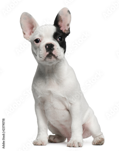 Fototapeta Naklejka Na Ścianę i Meble -  French Bulldog puppy, 3 months old, sitting