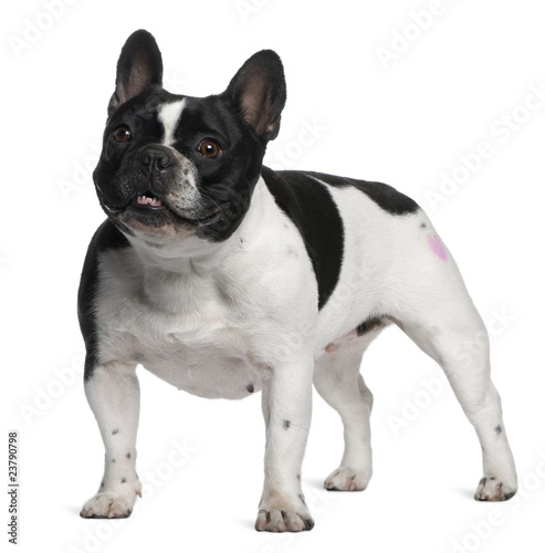 French Bulldog with tattoo standing