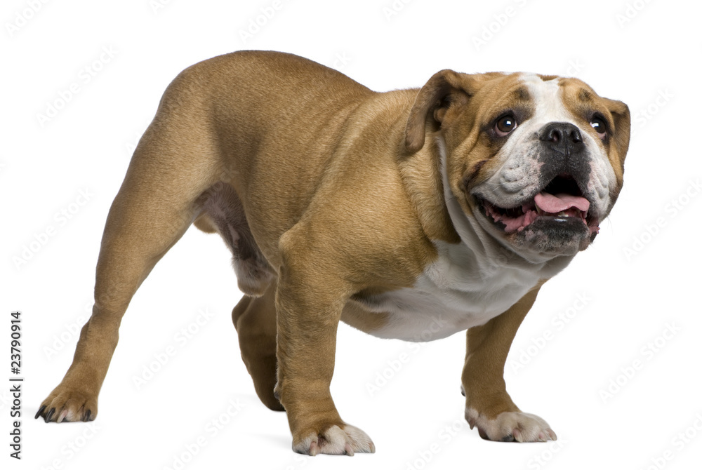 English Bulldog, 4 years old, standing