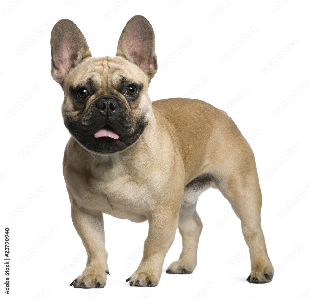 French Bulldog puppy, 7 months old, standing in front of white b
