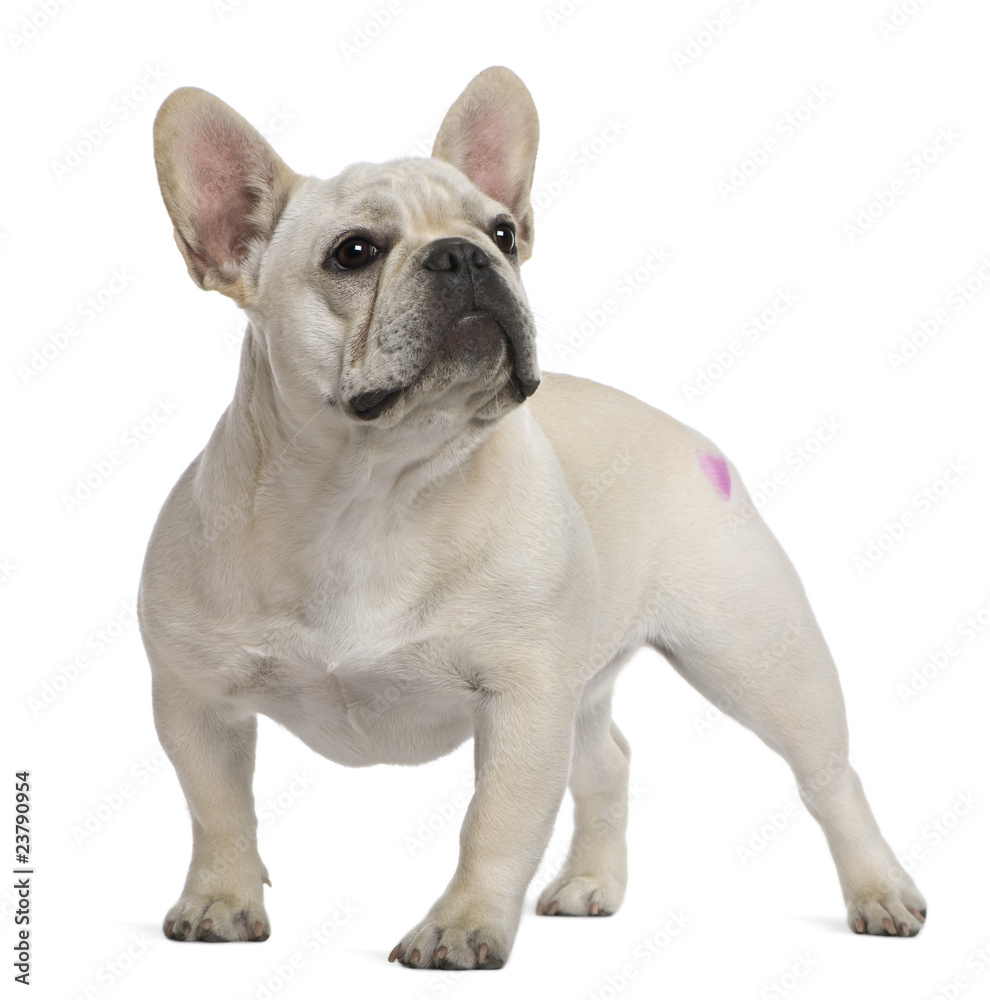 French Bulldog, 12 months old, with tattoo standing French Bulldog, 12 months old, with tattoo standing