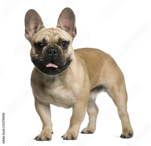 French Bulldog puppy  7 months old  standing in front of white b