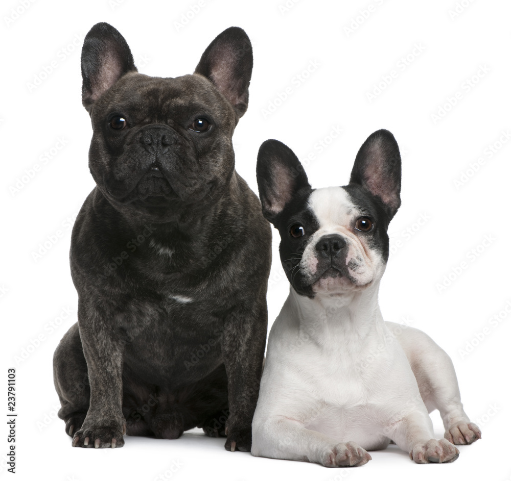 French Bulldogs, 4 and 3 years old, sitting and lying