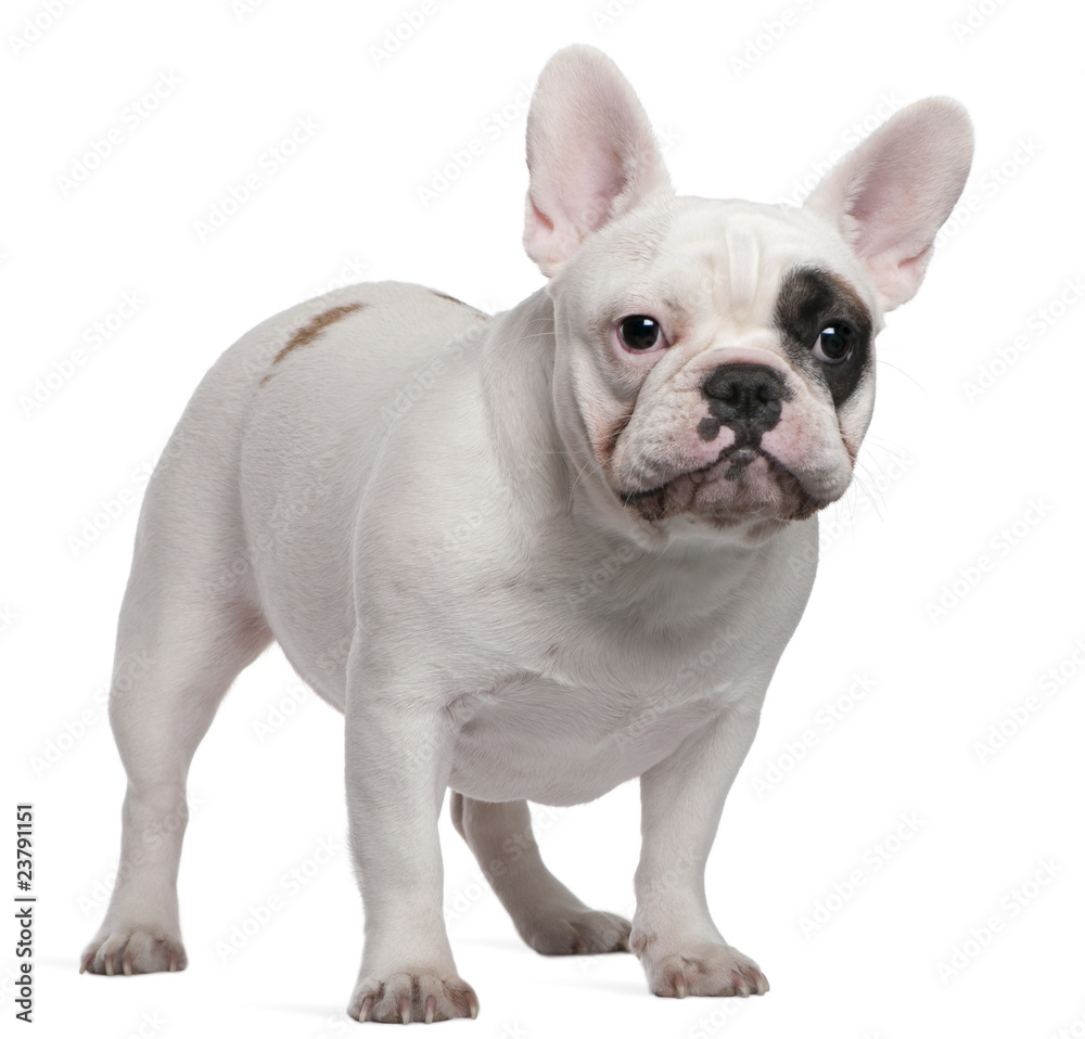 French bulldog, 12 months old, standing