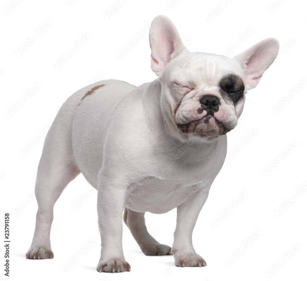 French bulldog, 12 months old, standing French bulldog, 12 months old, standing
