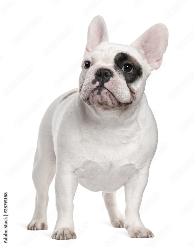 French bulldog, 12 months old, standing