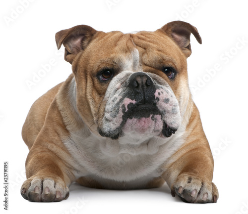 English Bulldog, 18 months old, lying