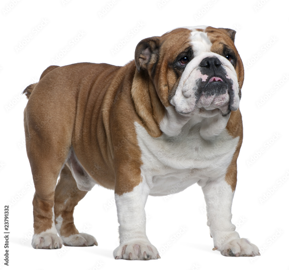 English Bulldog, 2 years old, standing