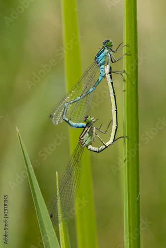 two dragonflies making sex