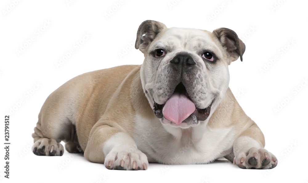 English Bulldog puppy, 6 months old, lying