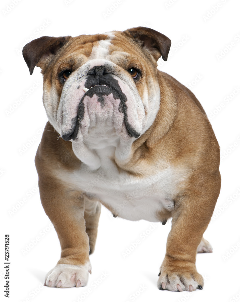 English Bulldog, 18 months old, standing