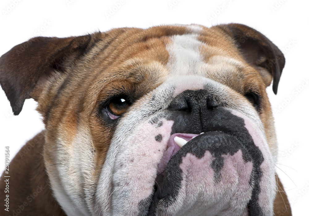 Close-up of English Bulldog, 18 months old