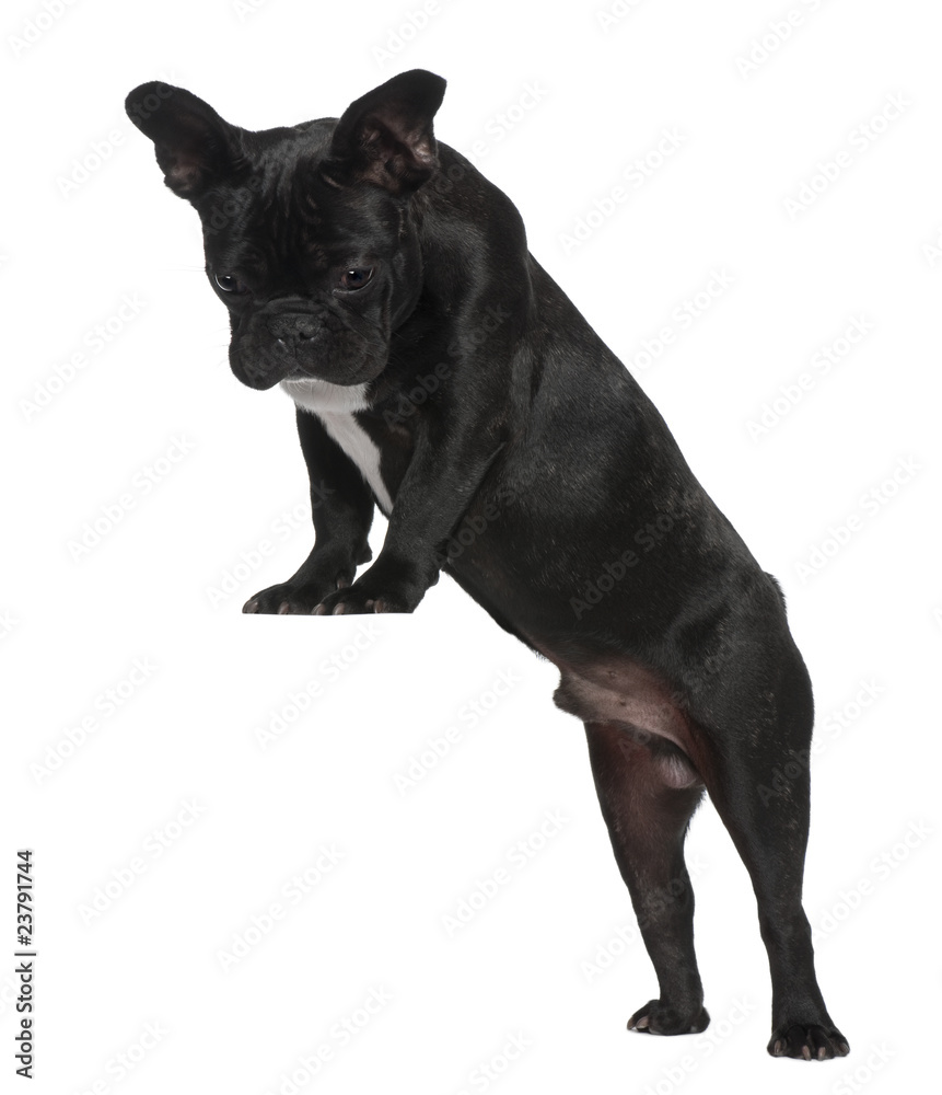 French Bulldog puppy, 7 months old, standing French Bulldog puppy, 7 months old, standing