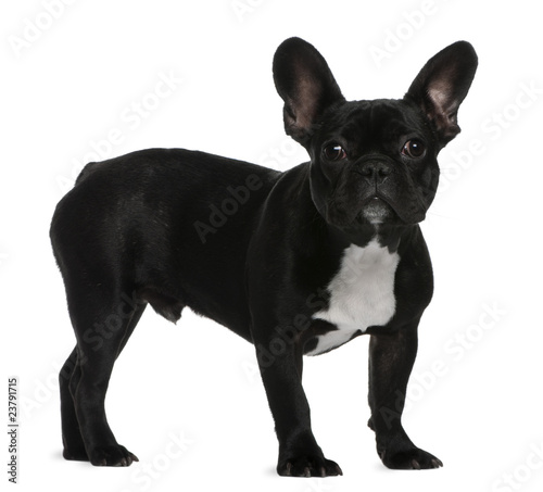 French Bulldog puppy, 7 months old, standing