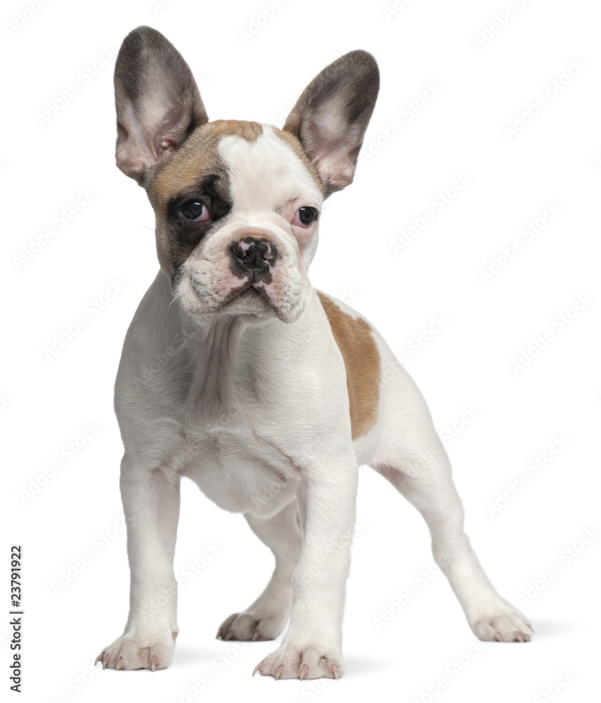 French Bulldog puppy, 3 months old, standing French Bulldog puppy, 3 months old, standing