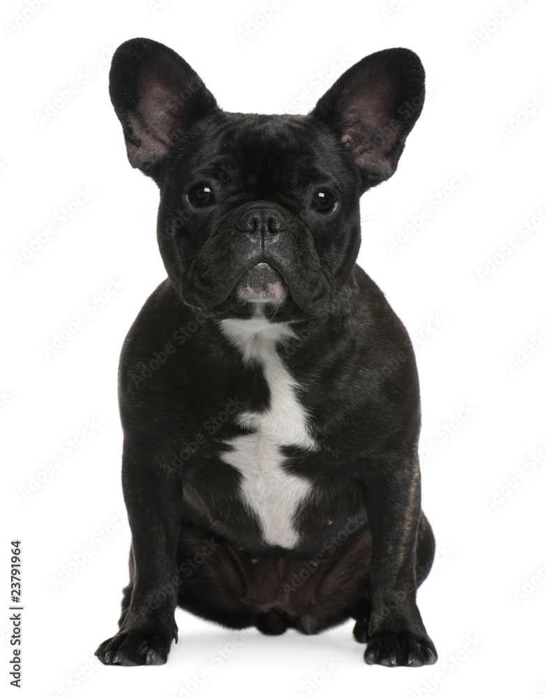 French Bulldog, 12 months old, sitting