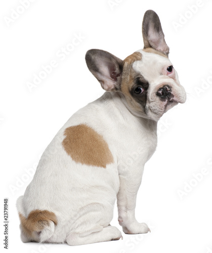 French Bulldog puppy, 3 months old, sitting