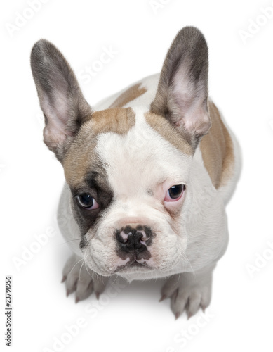 French Bulldog puppy, 3 months old, sitting © Eric Isselée