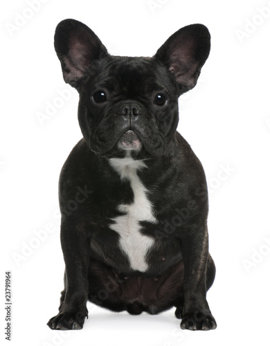French Bulldog, 12 months old, sitting © Eric Isselée