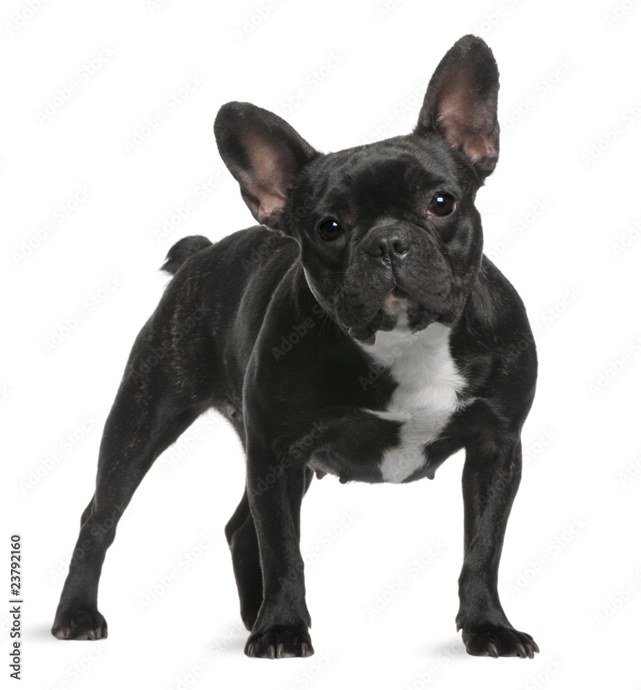 French Bulldog, 18 months old, standing