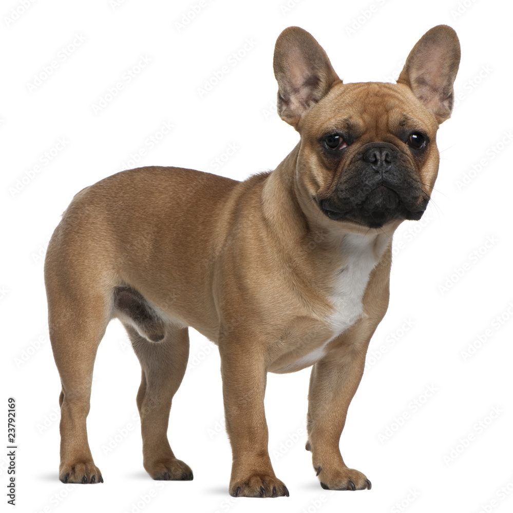 French Bulldog puppy, 7 months old, standing