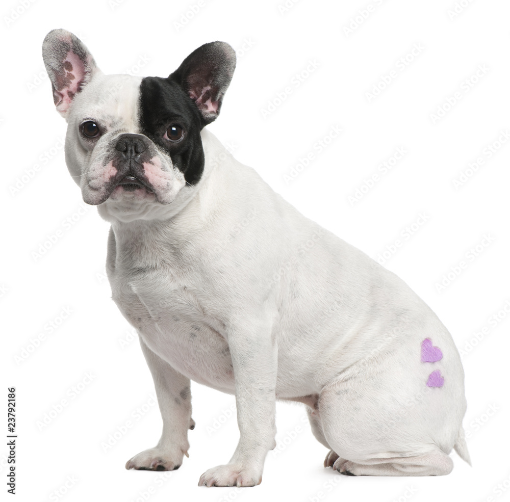 French Bulldog, 3 years old, with tattoo sitting