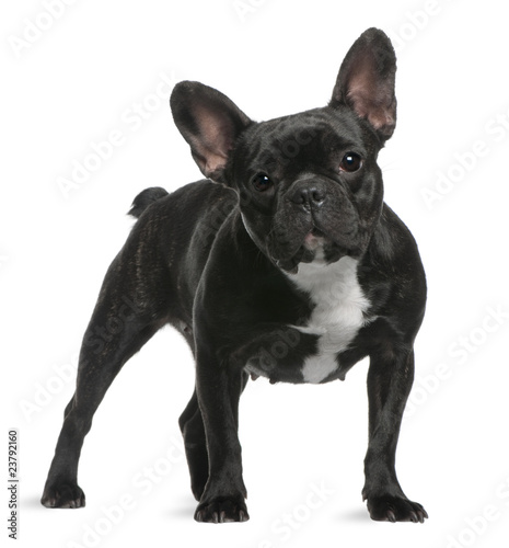 French Bulldog  18 months old  standing