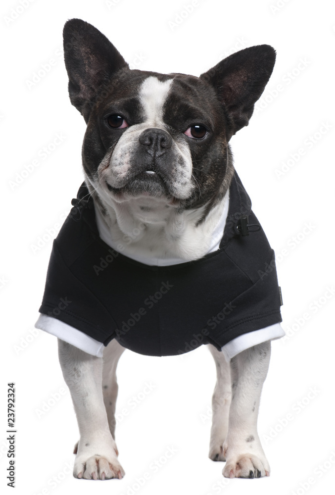 French Bulldog, 4 years old, dressed in black top standing
