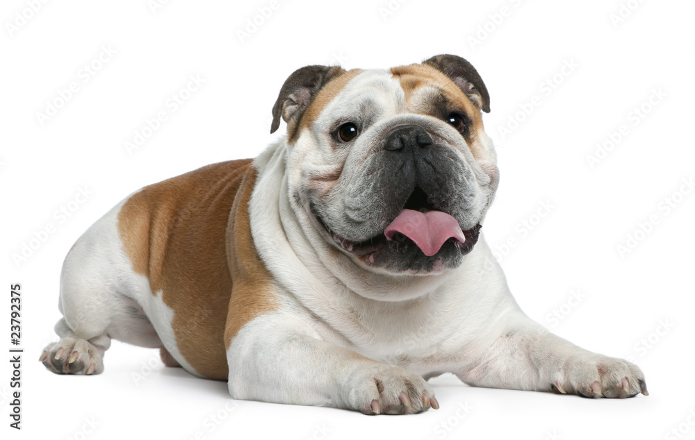 English Bulldog, 3 years old, lying