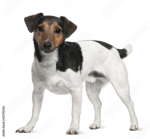 Jack Russell Terrier, 3 years old, standing
