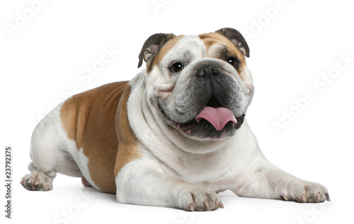 English Bulldog, 3 years old, lying