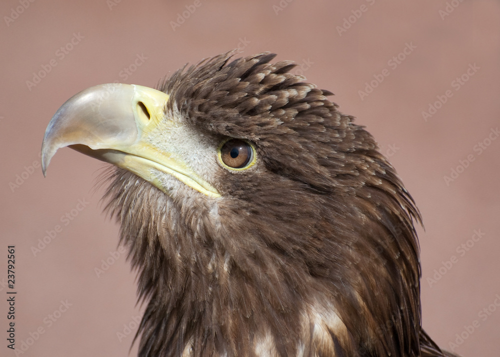 head and face of scottish sea eagle head and face of scottish sea eagle