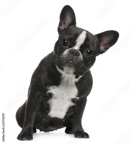 Fototapeta Naklejka Na Ścianę i Meble -  French Bulldog, 12 months old, sitting