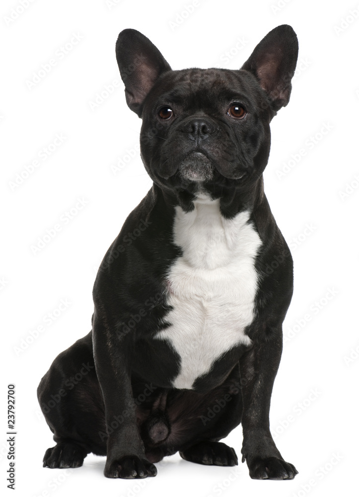 French Bulldog, 18 months old, sitting French Bulldog, 18 months old, sitting