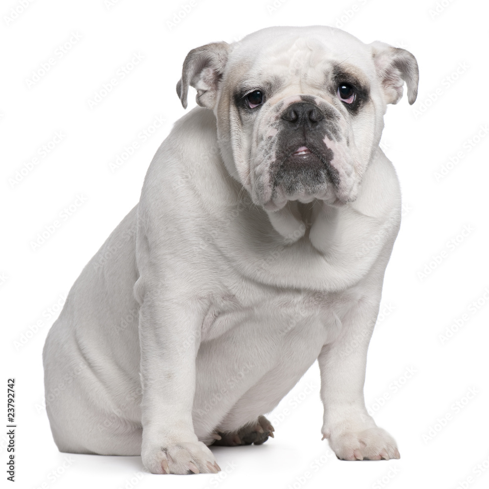 English Bulldog puppy, 7 months old, sitting English Bulldog puppy, 7 months old, sitting