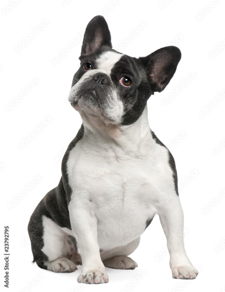 French Bulldog, 3 years old, sitting