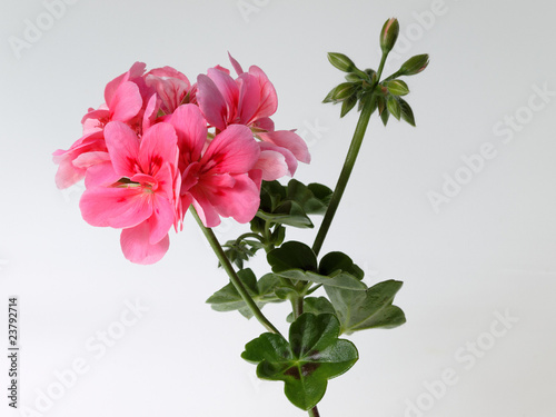 geranium