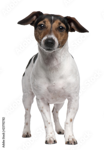 Jack Russell Terrier, 2 years old, standing © Eric Isselée