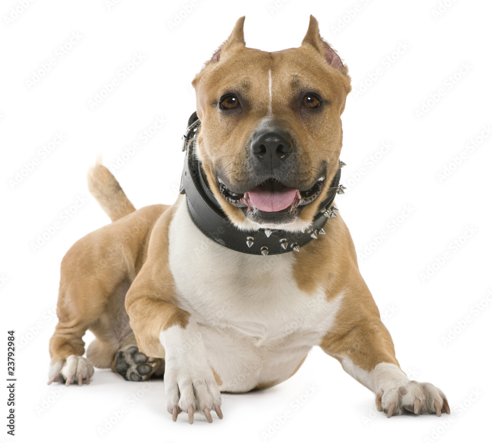 Obraz premium American Staffordshire Terrier, 5 years old, lying
