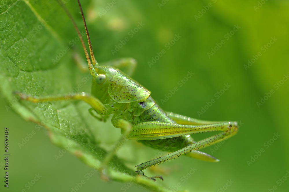 grillo verde