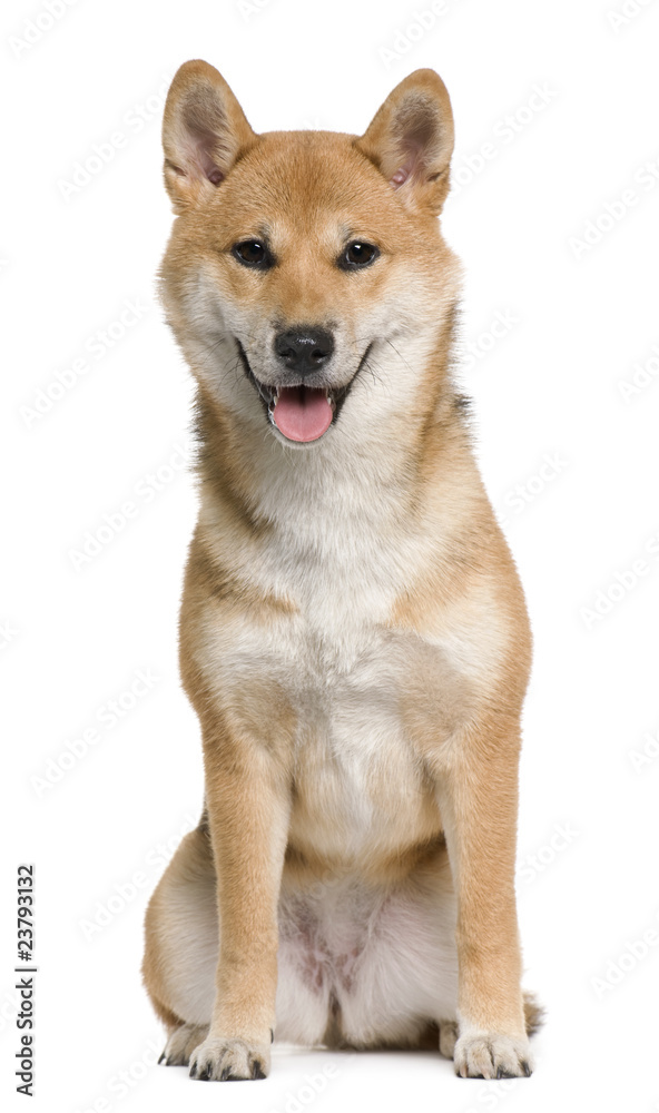 Shiba inu, 6 months old, sitting in front of white background