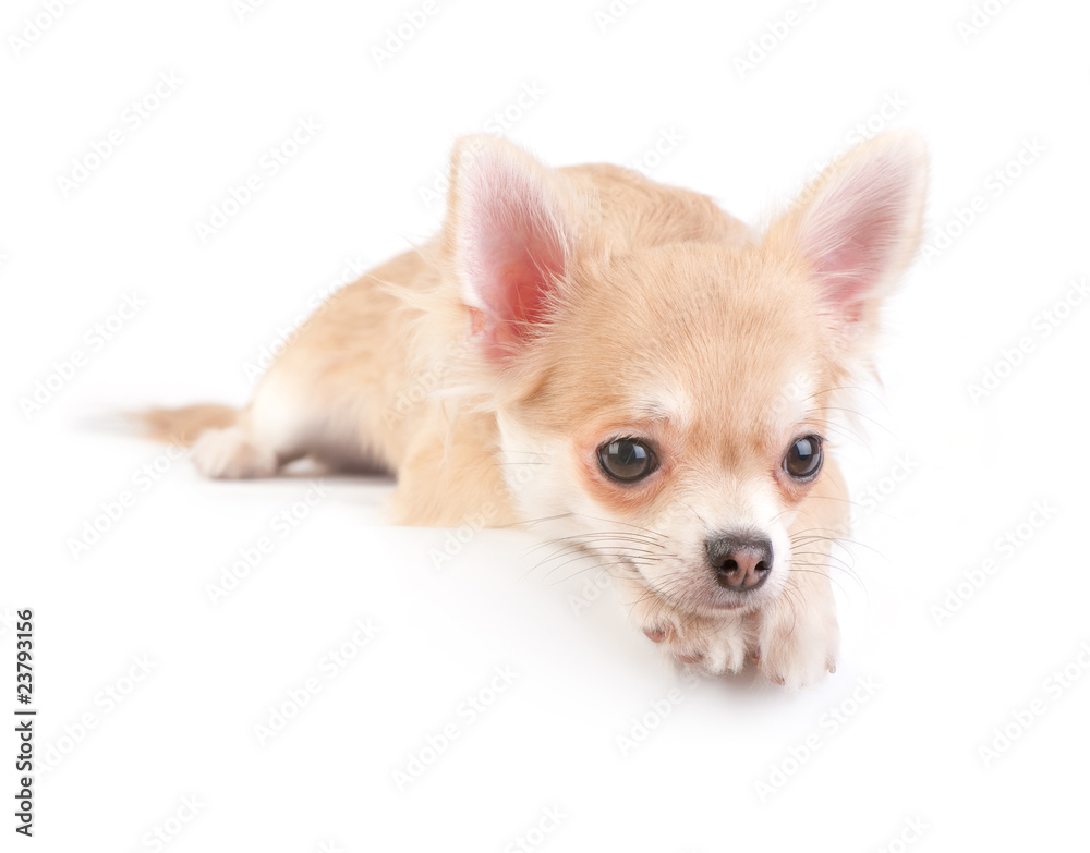 chihuahua puppy over white background