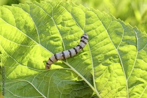 silkworm ringed silk worm on mulberry green leaf photo